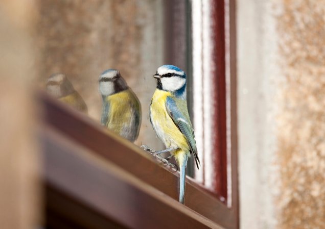 bird safe windows