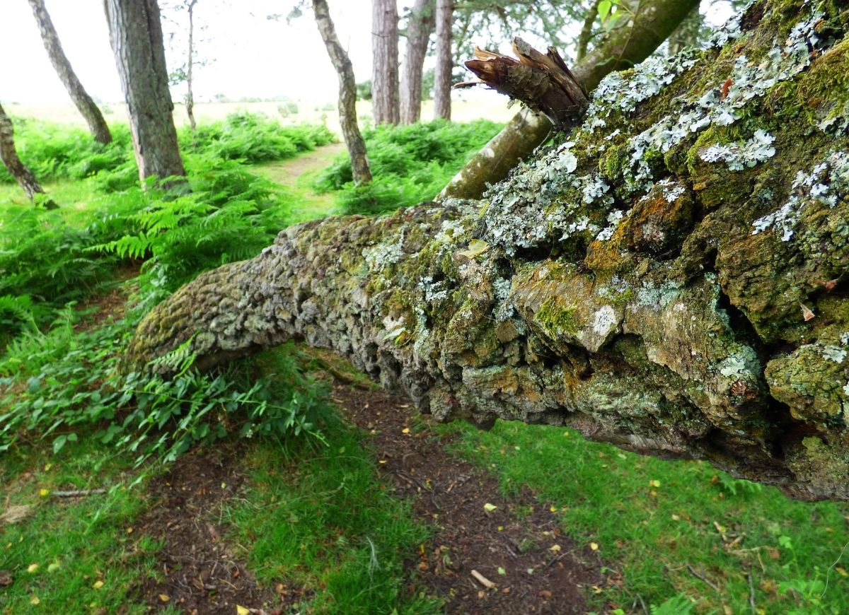 10 Signs a Tree in Your Yard Needs to Be Removed