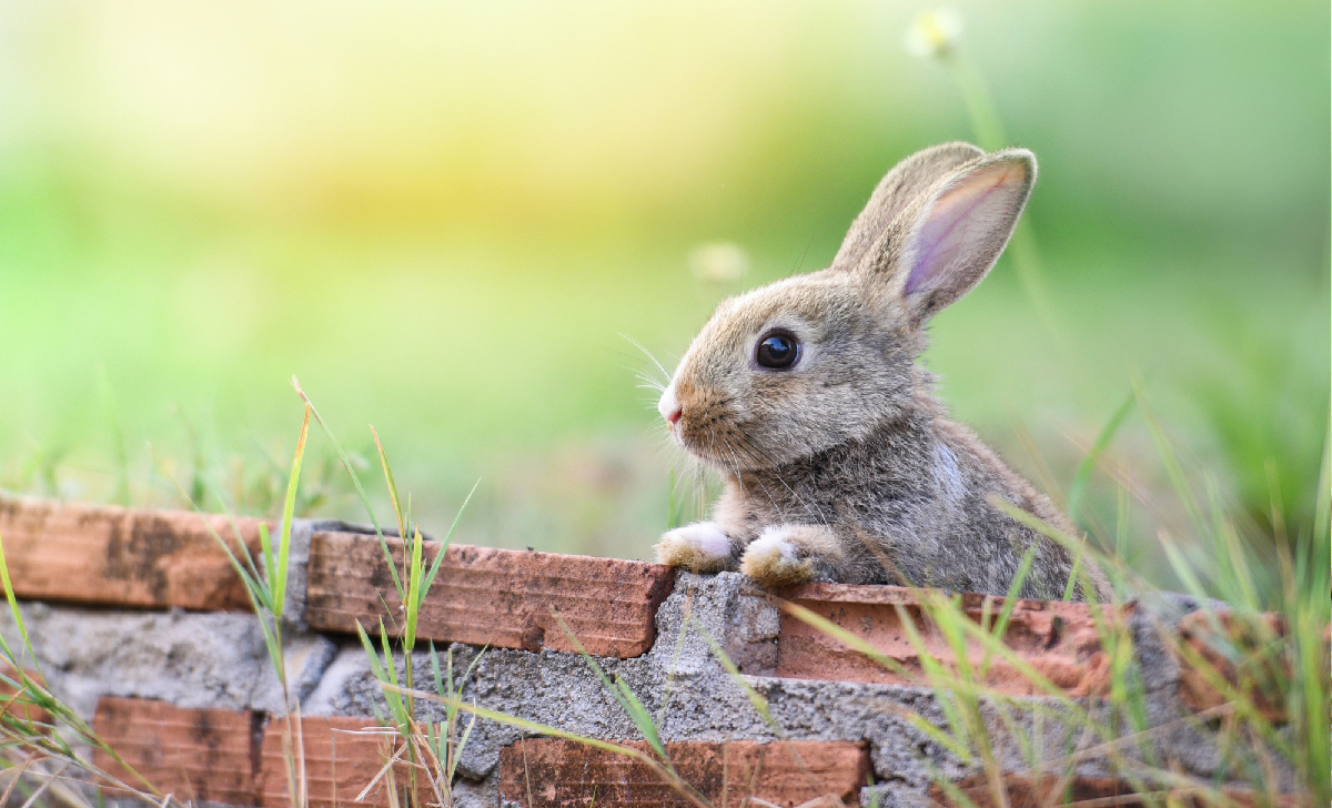 how to keep animals out of the garden