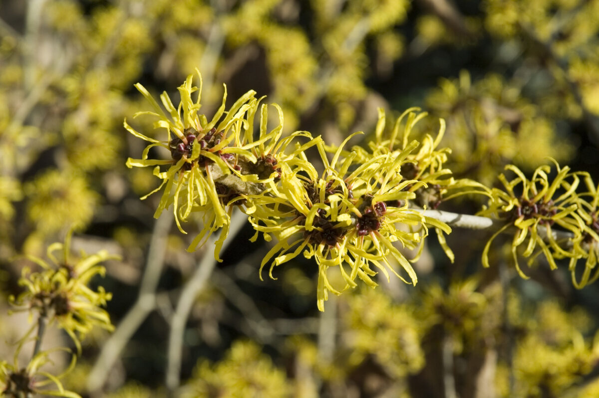 flowering trees