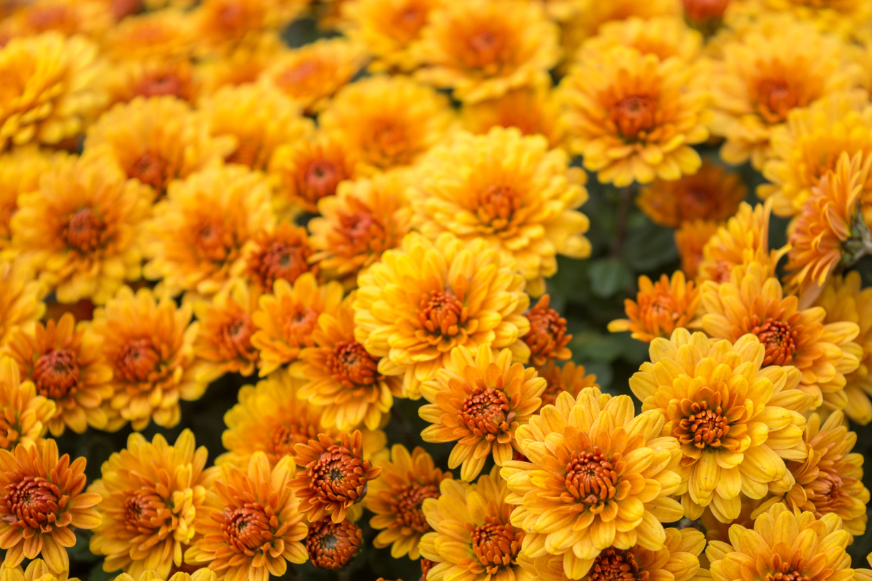 A bunch of orange Chrysanthemum flowers with darker centers.