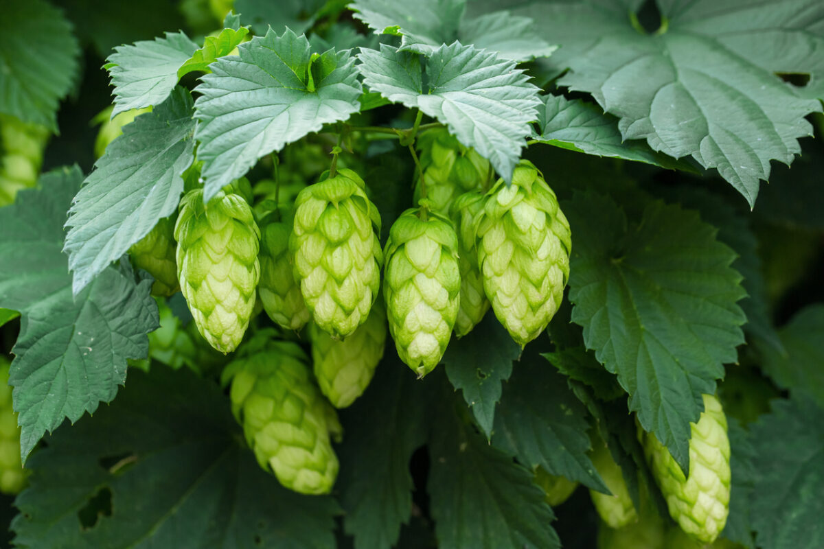 climbing vegetables