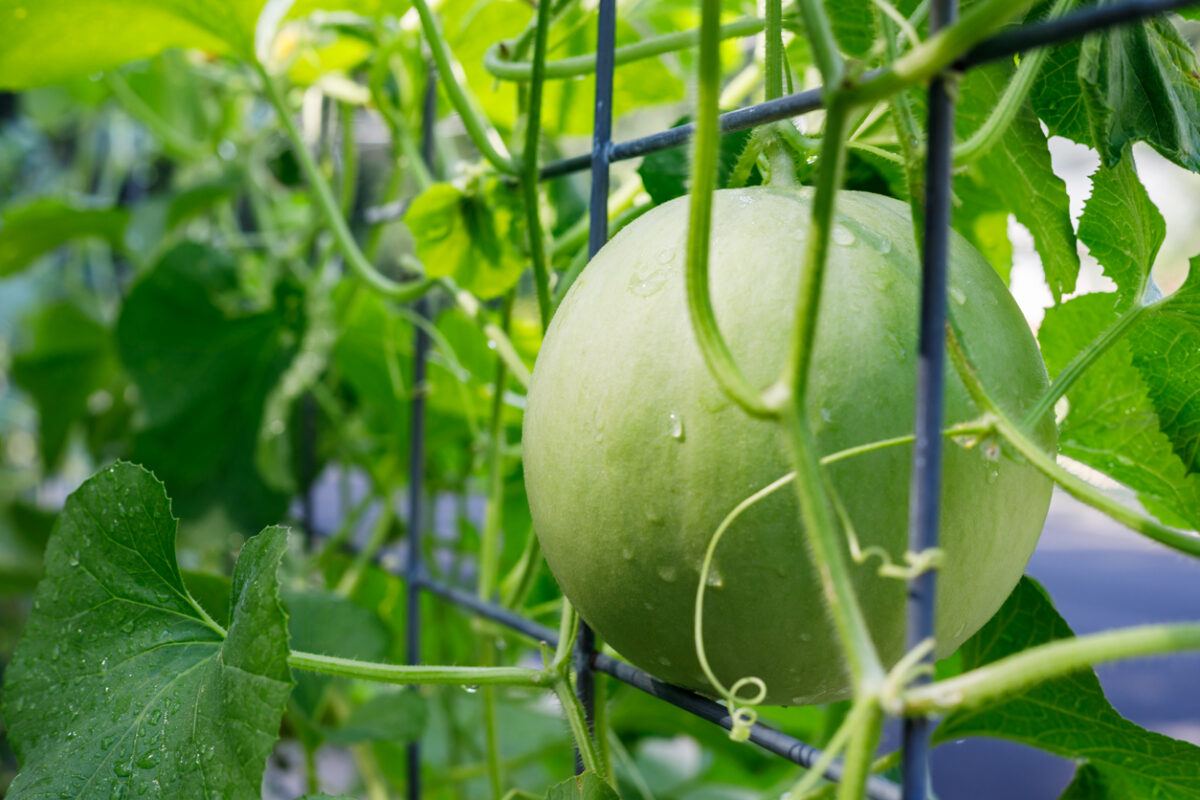 climbing vegetables