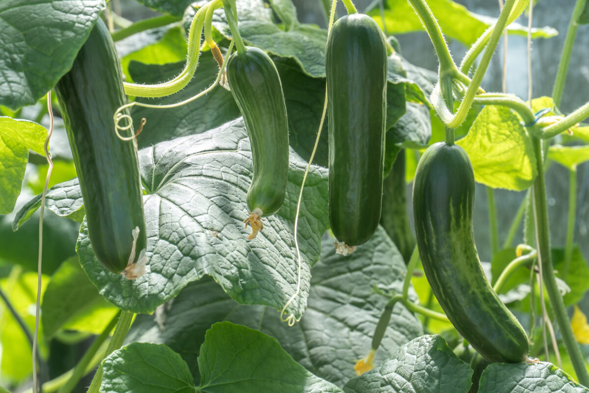 climbing vegetables