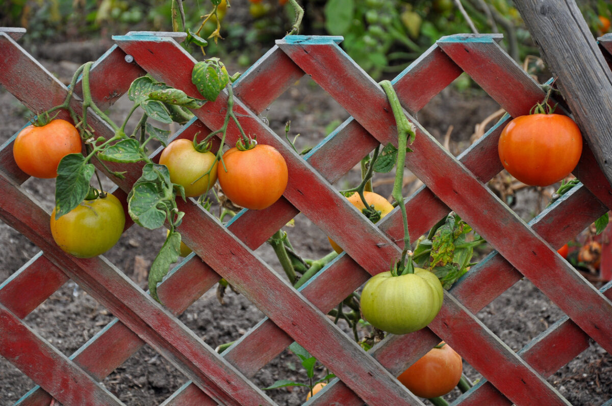 climbing vegetables