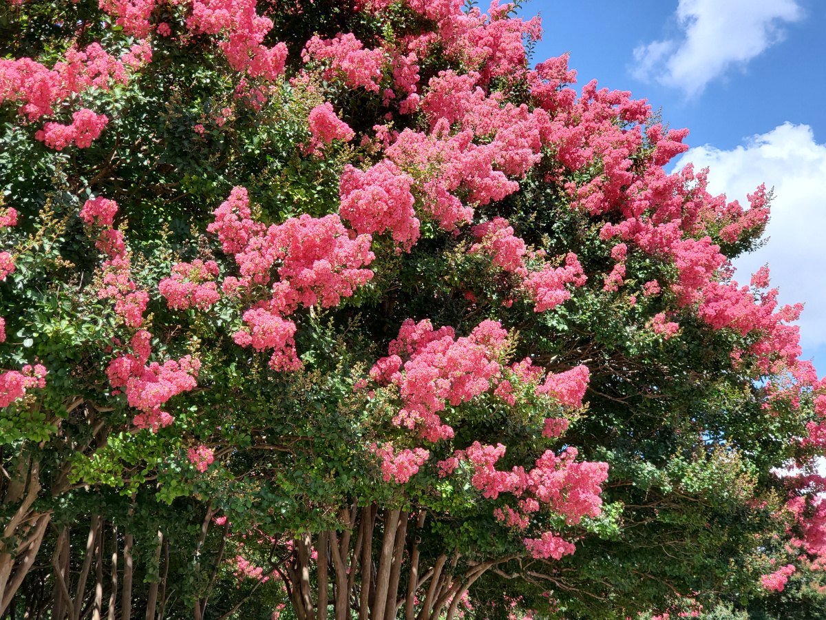 flowering trees