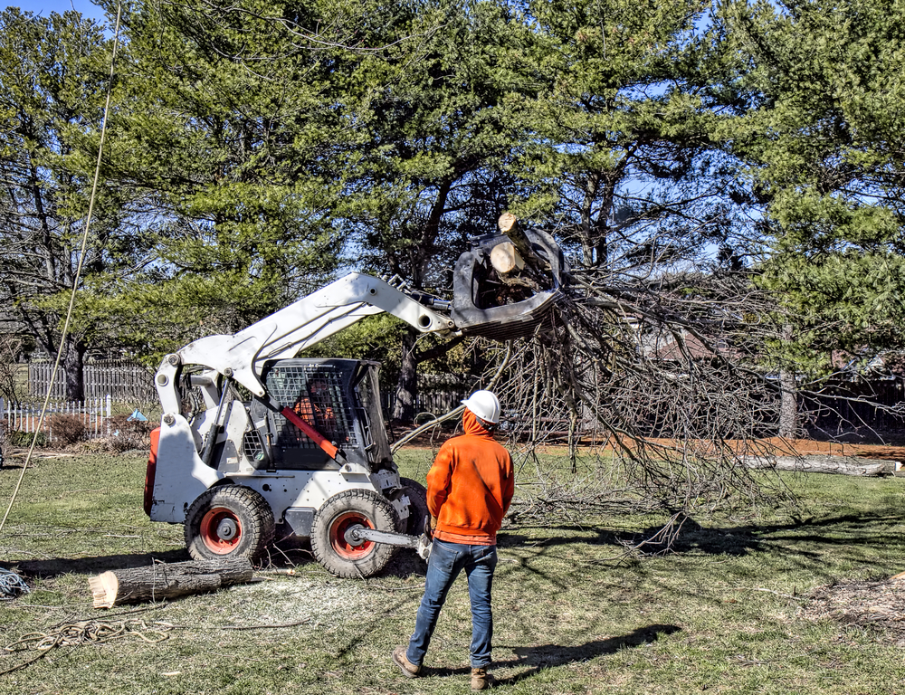 10 Signs a Tree in Your Yard Needs to Be Removed