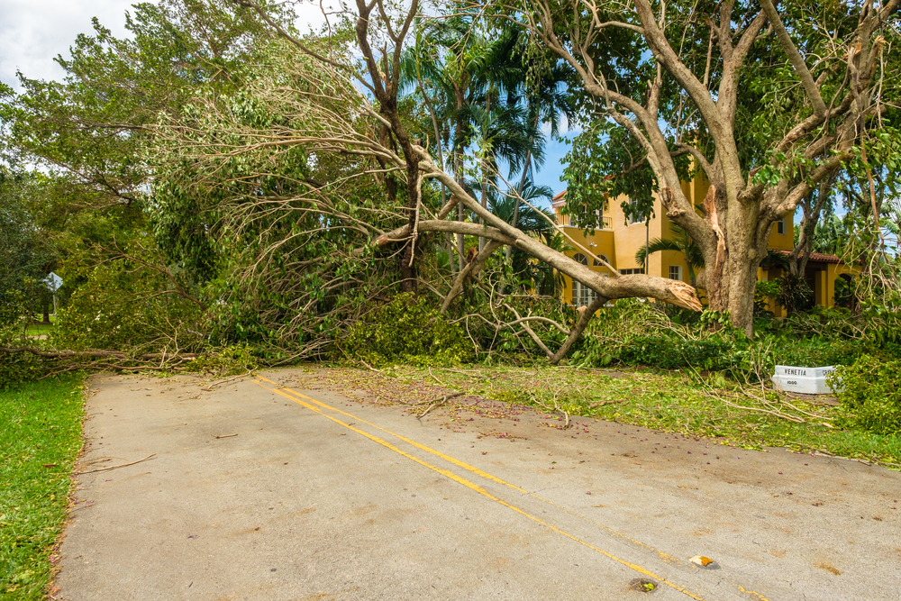 10 Signs a Tree in Your Yard Needs to Be Removed