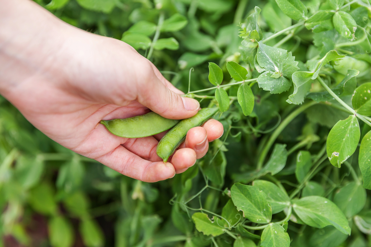 how to grow peas