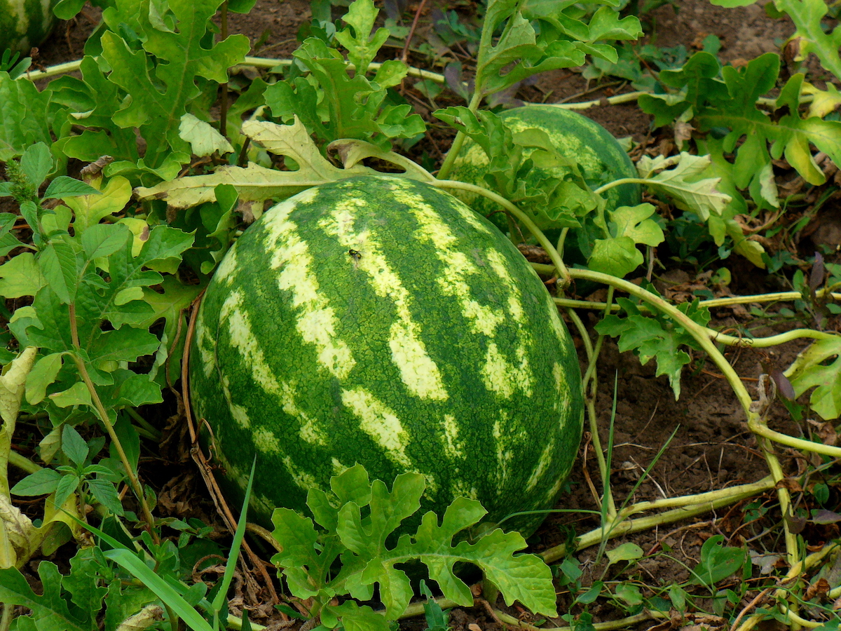 how to grow watermelon