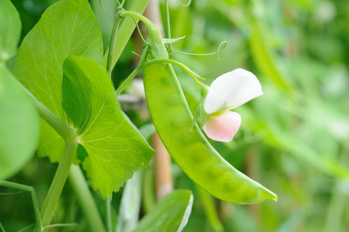 how to grow peas