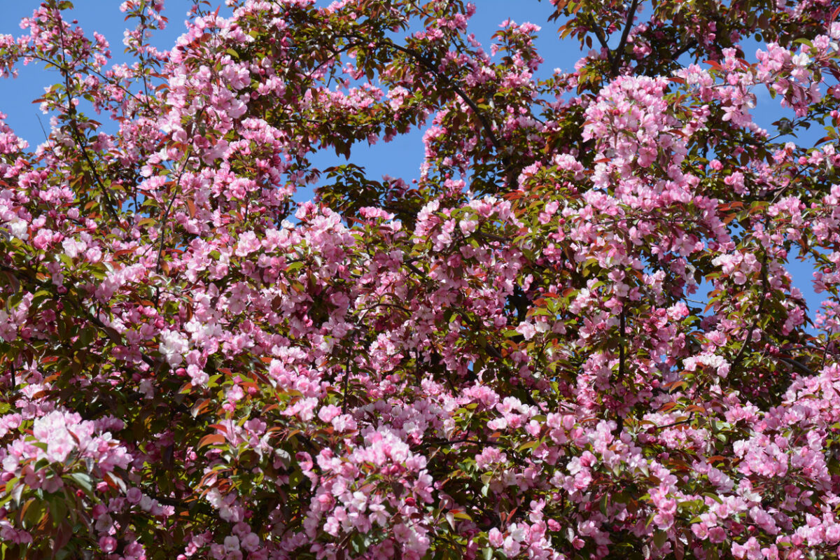 flowering trees