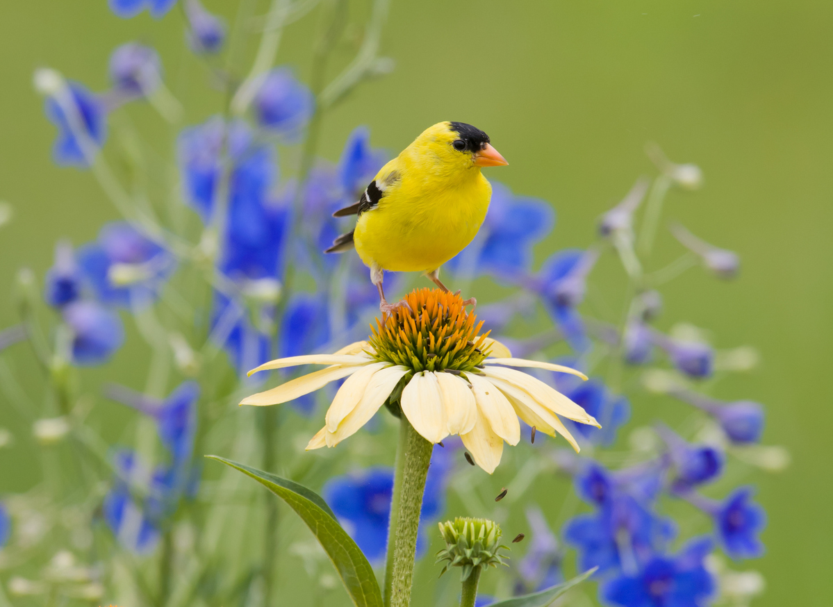 How to Attract Birds to Feeder