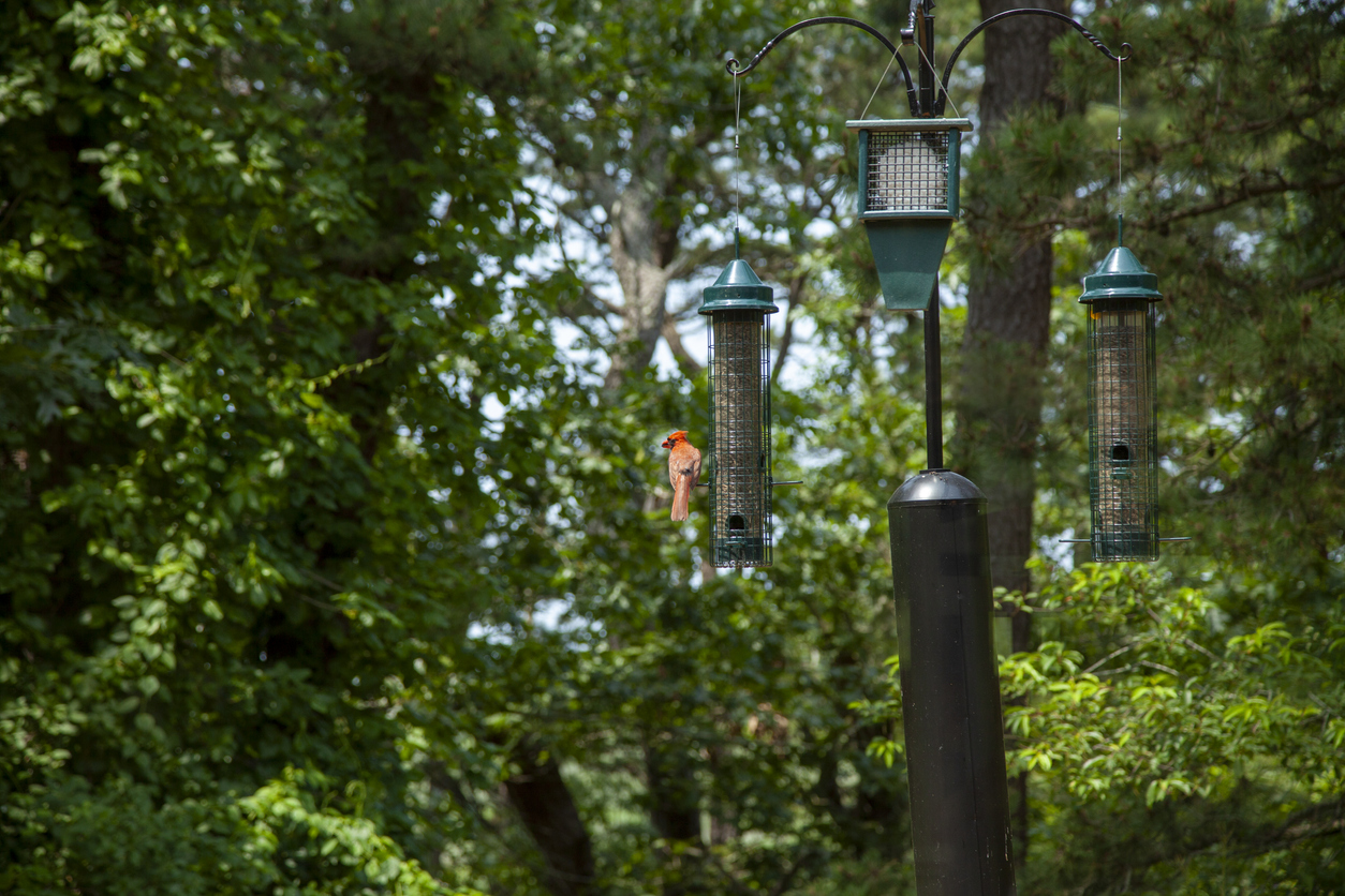 How to Attract Birds to Feeder