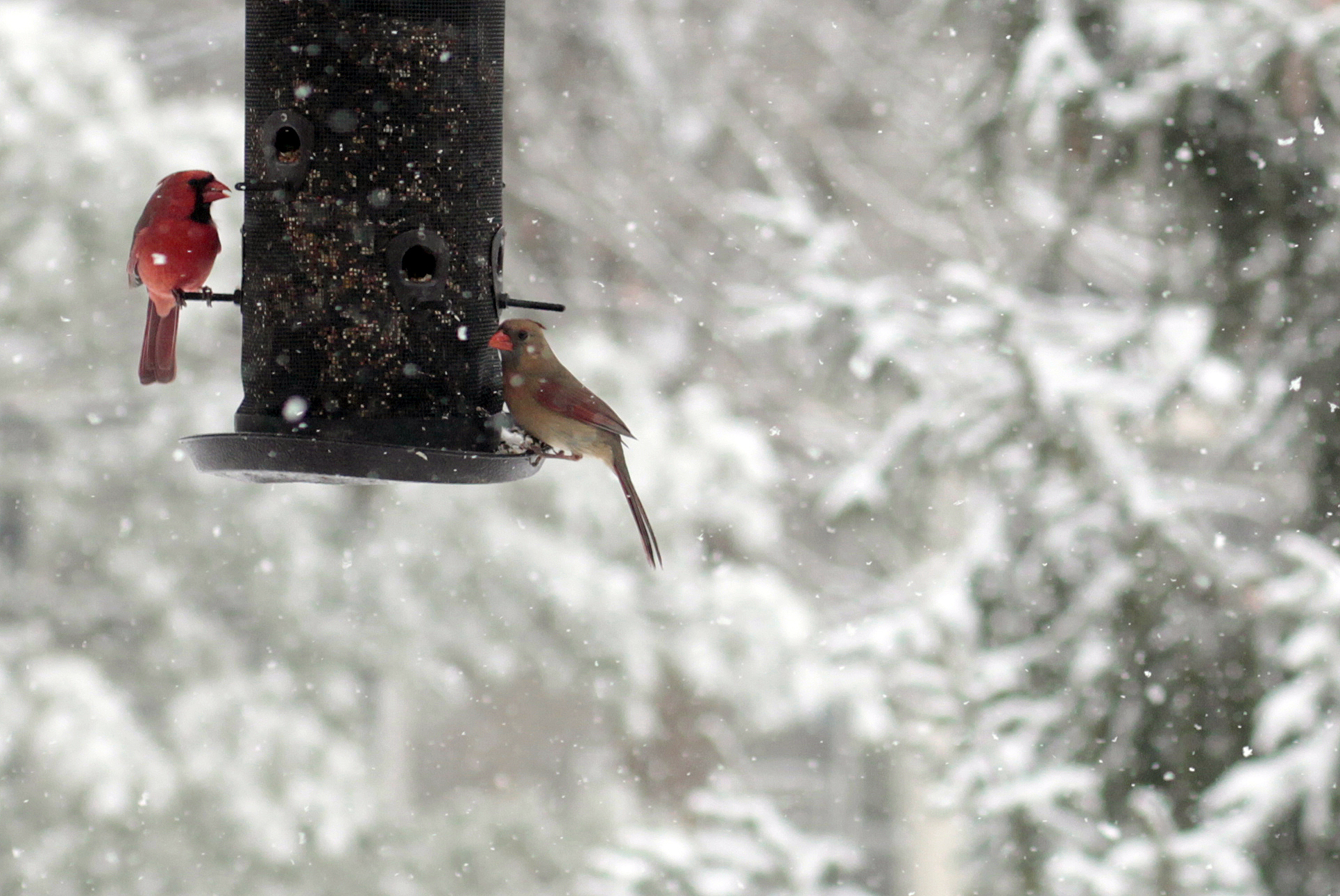 How to Attract Birds to Feeder