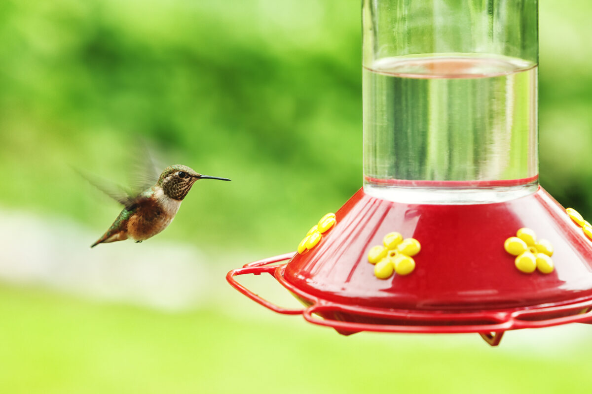 how to clean bird feeders