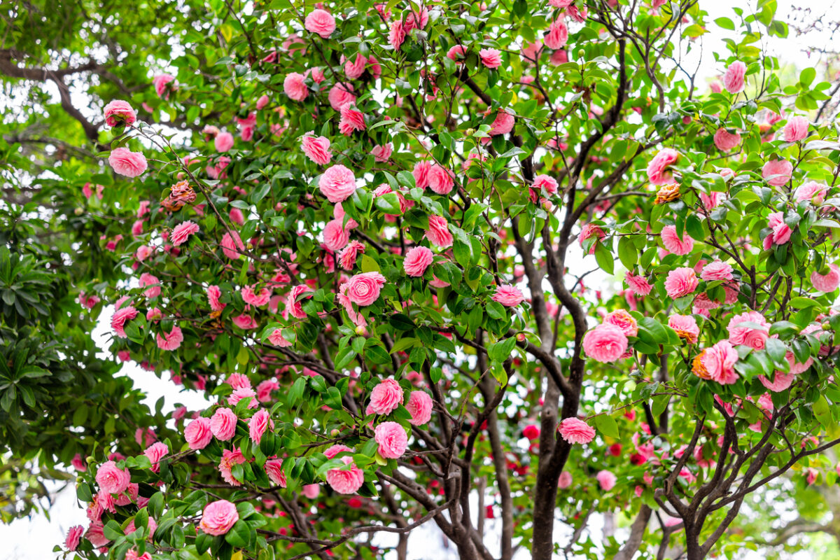 flowering trees