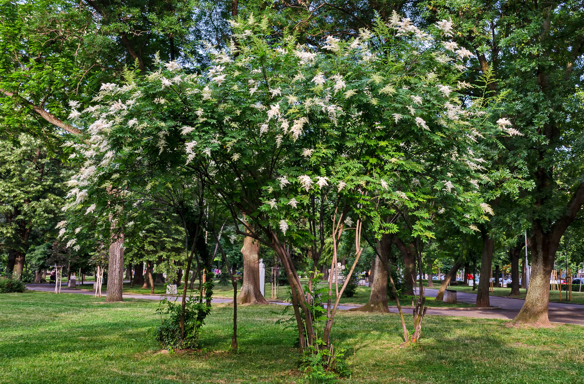 flowering trees