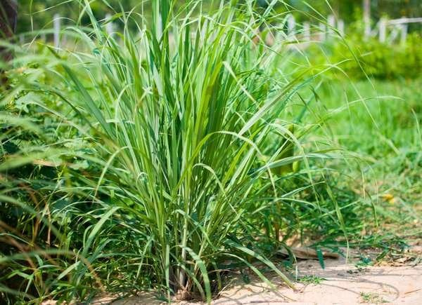 plants that keep mosquitos away