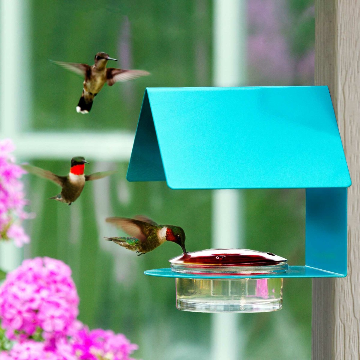 How to attract hummingbirds