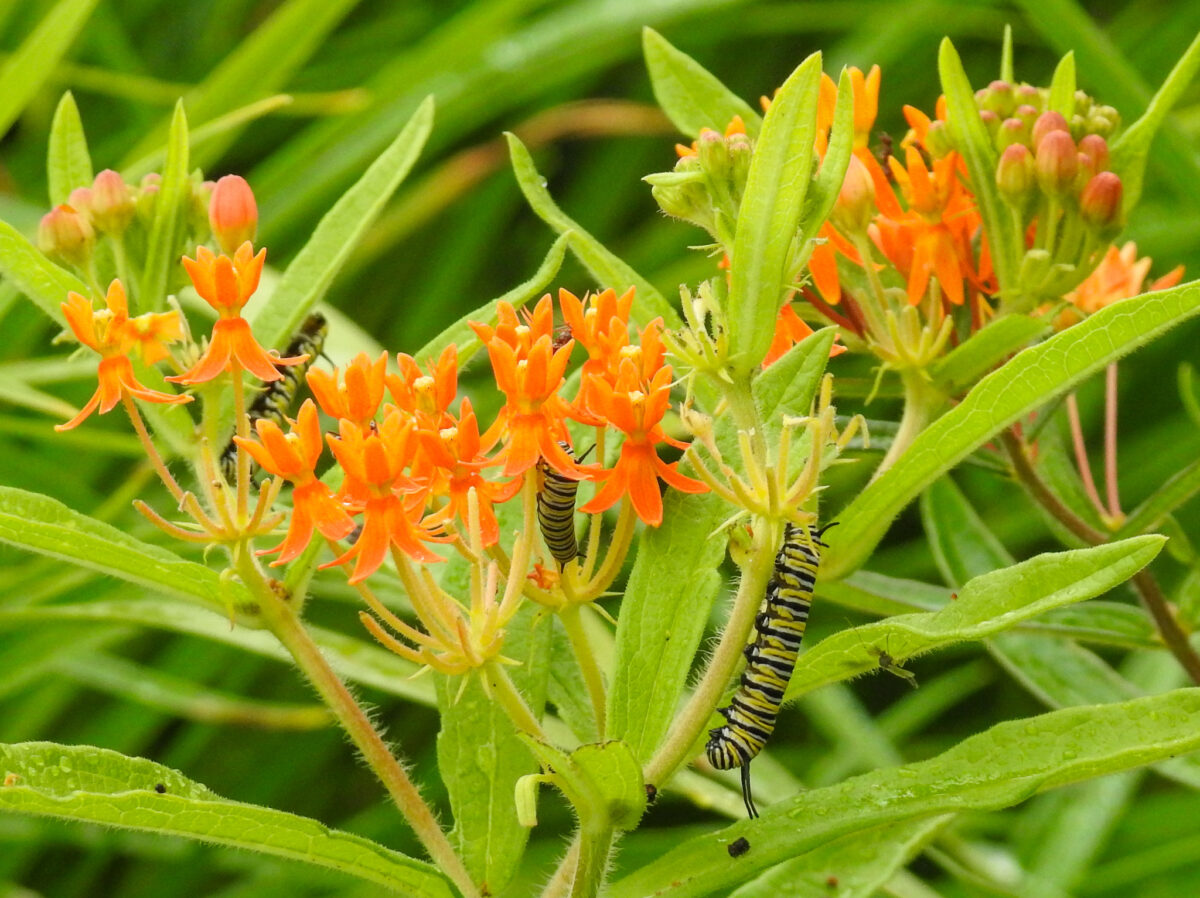 how to grow milkweed