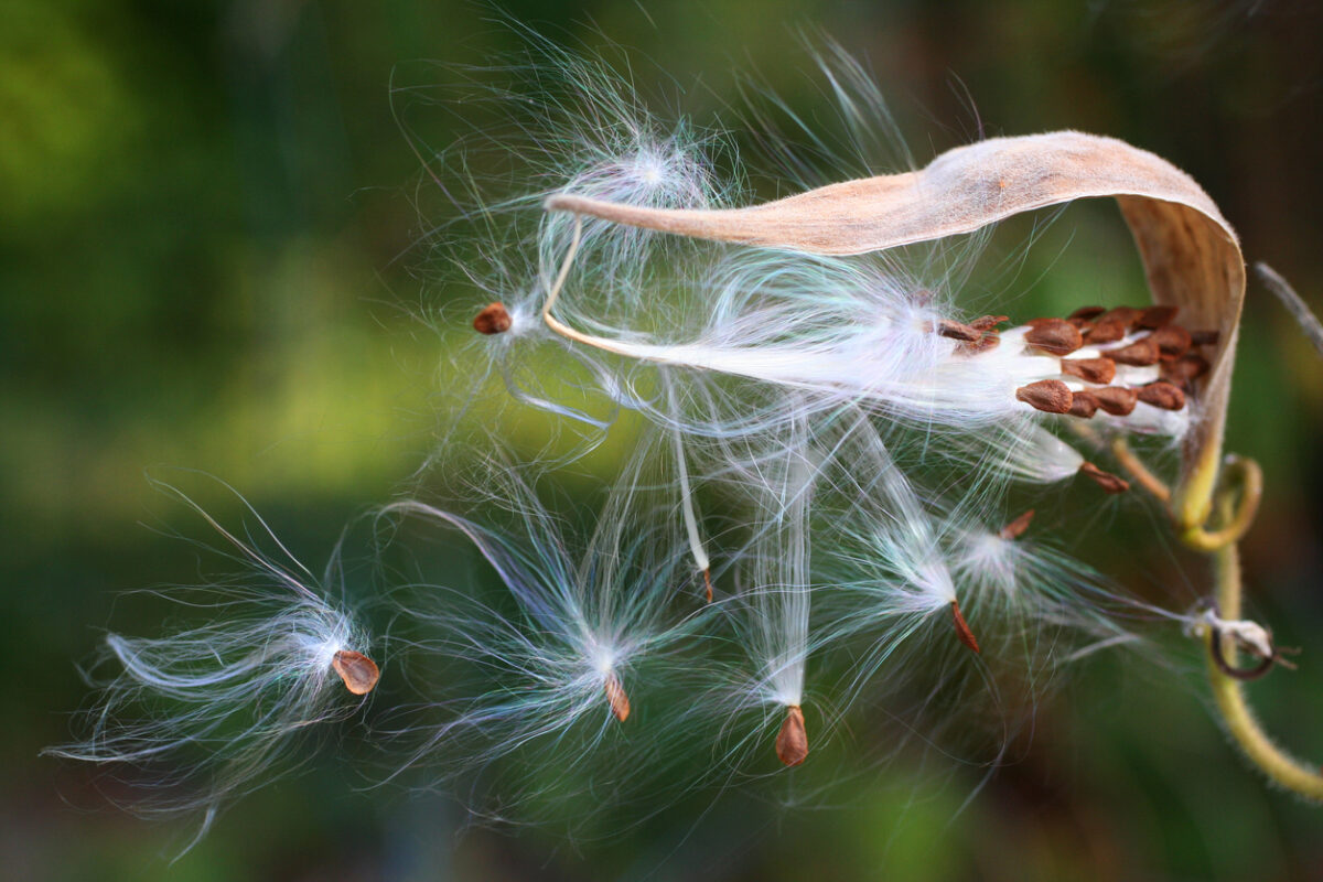 how to grow milkweed