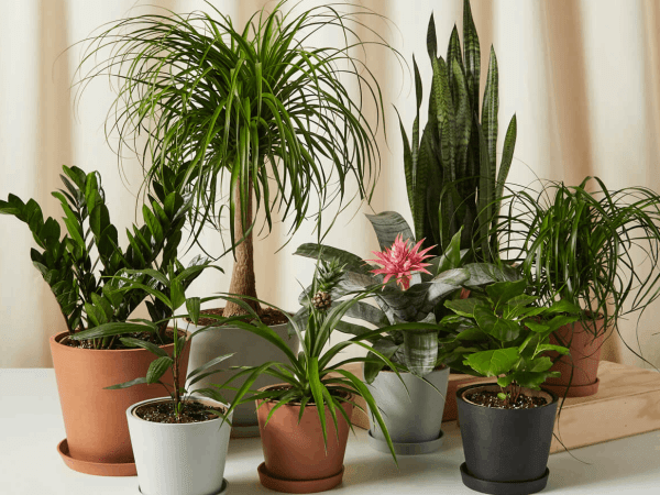 The 8 Best Places To Buy Plants Online