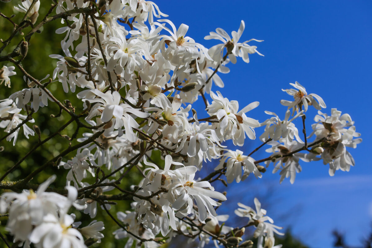 flowering trees