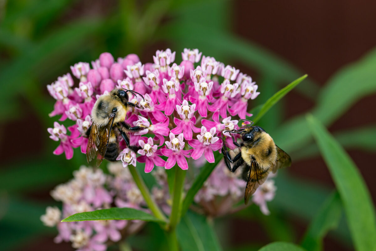 how to grow milkweed