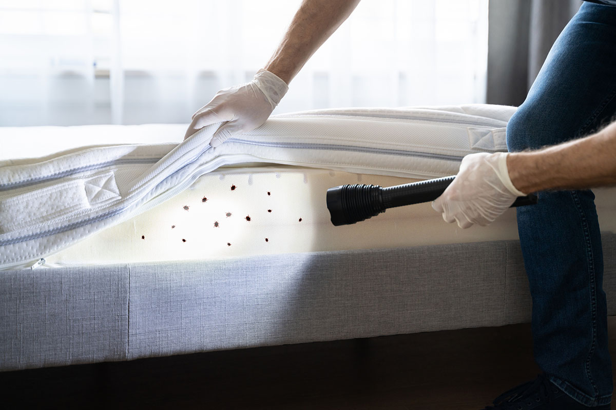 The Best Bed Bug Exterminators Options