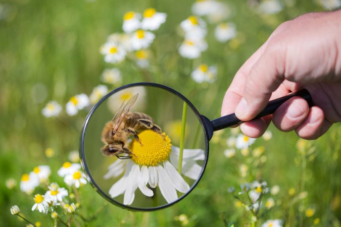 The Best Bee Removal Services Options