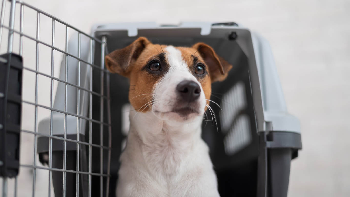 The Best Pet Transportation Services Options