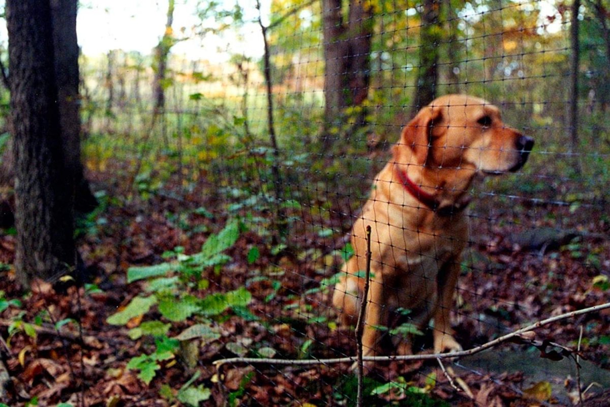 The Best Fences for Dogs Options