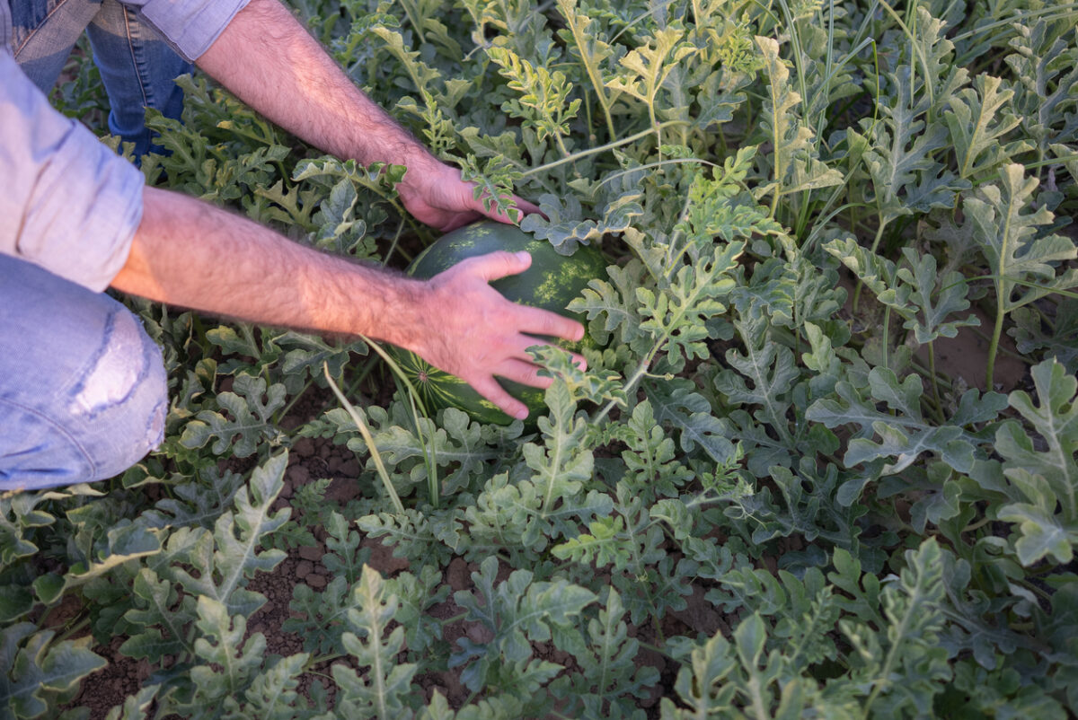 how to grow watermelon