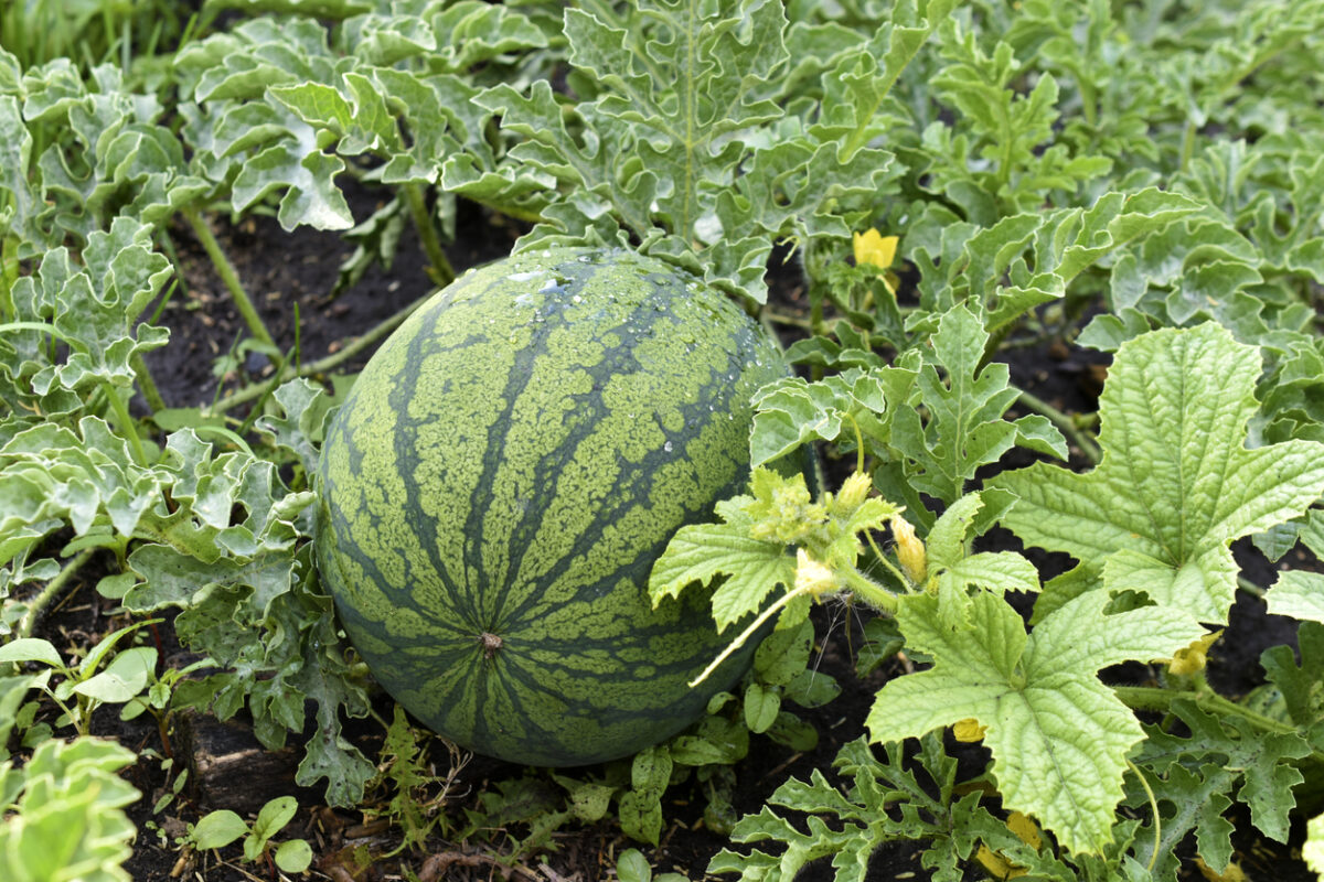 how to grow watermelon