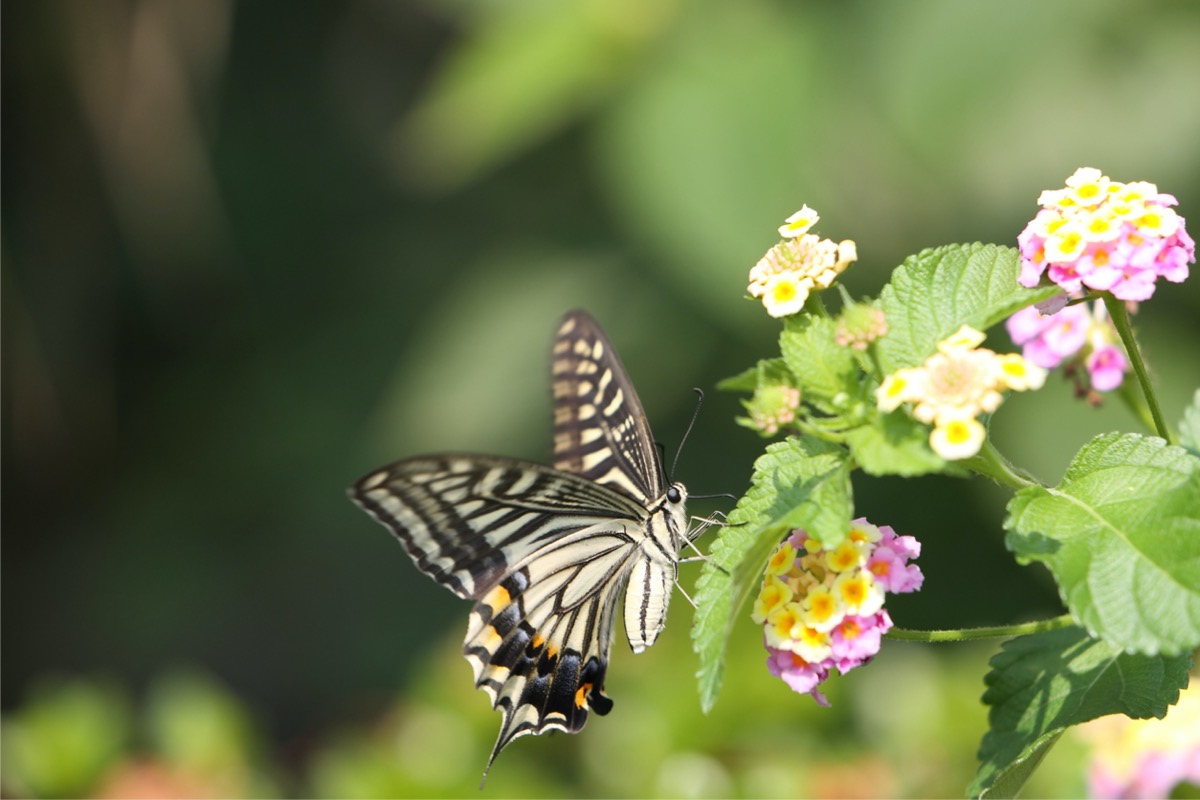 A flower planted outdoors with a butterfly resting on it. 