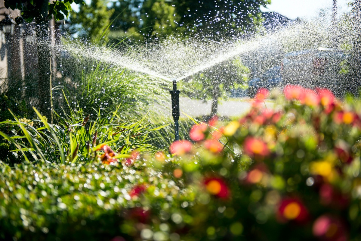 A flower bed being watered with a sprinkler system.