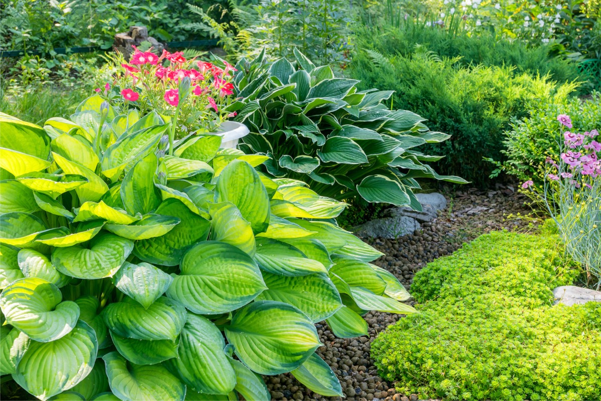 A flower bed filled with green, lush plants. 