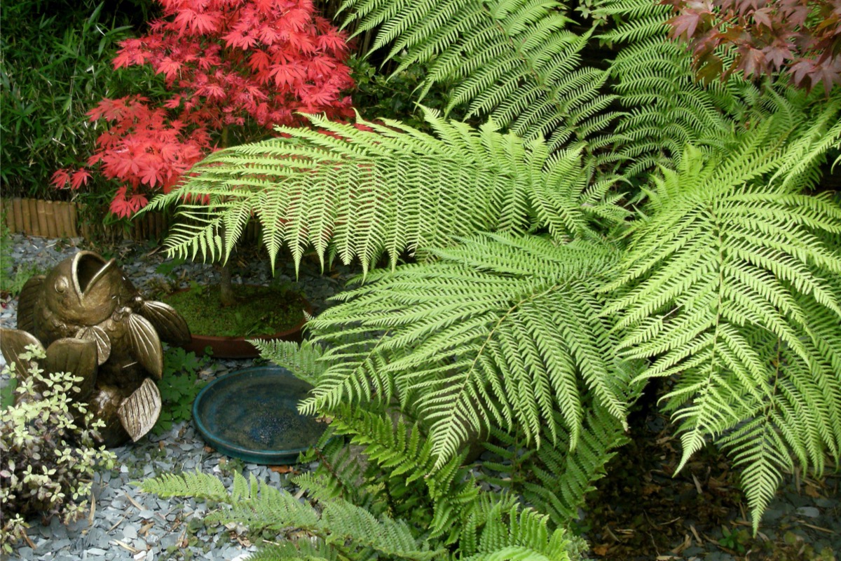 A flower bed with ferns and Zen garden decor. 