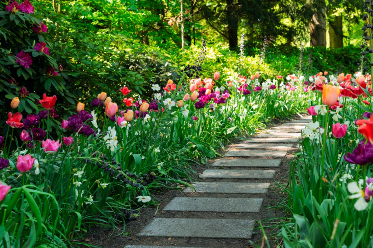 A stone walkway with flower beds filled with colorful tulips lining it. 