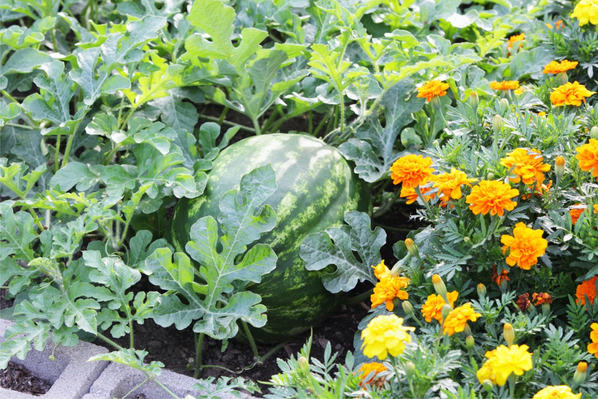 A flower bed with watermelons growing in it.