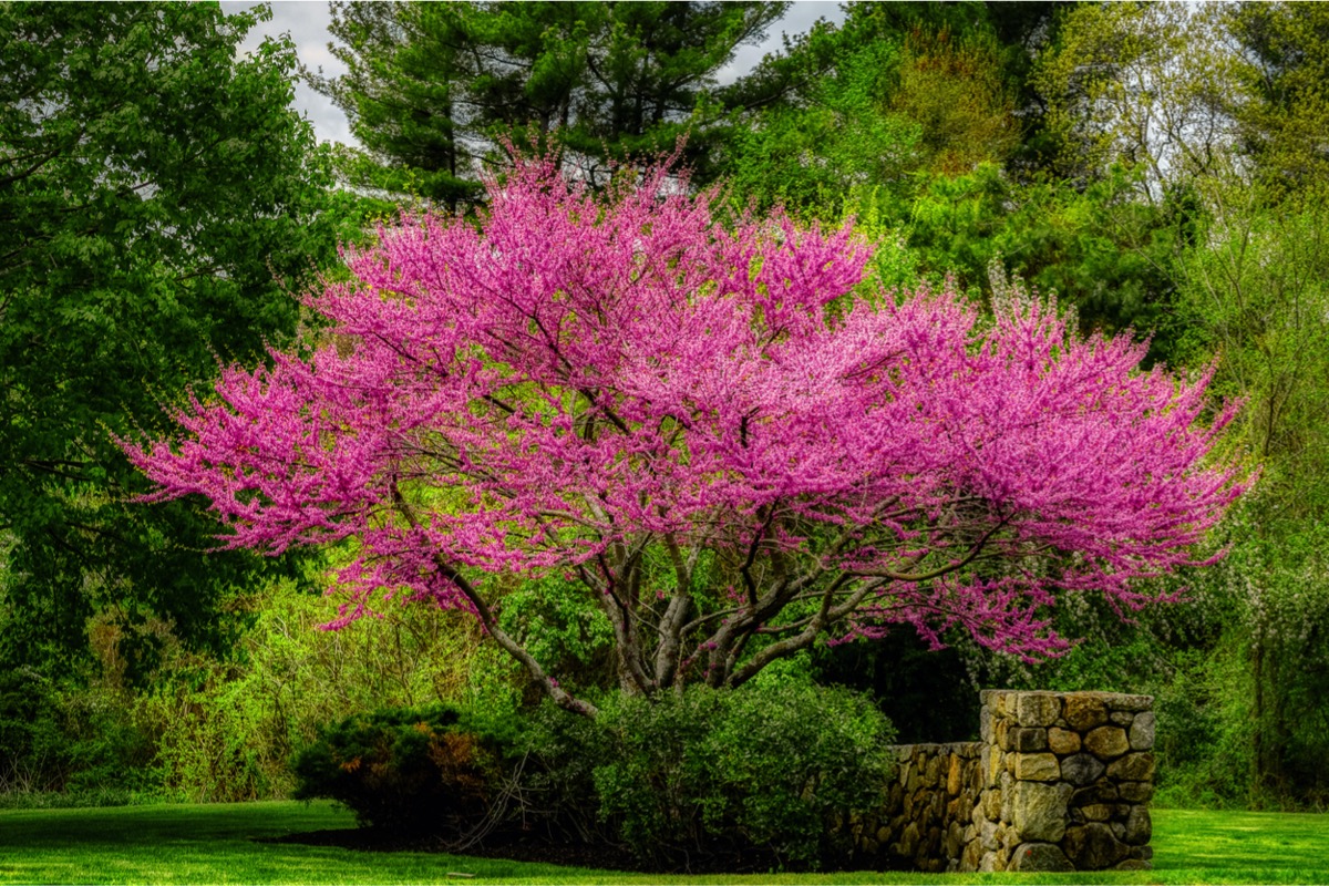 flowering trees