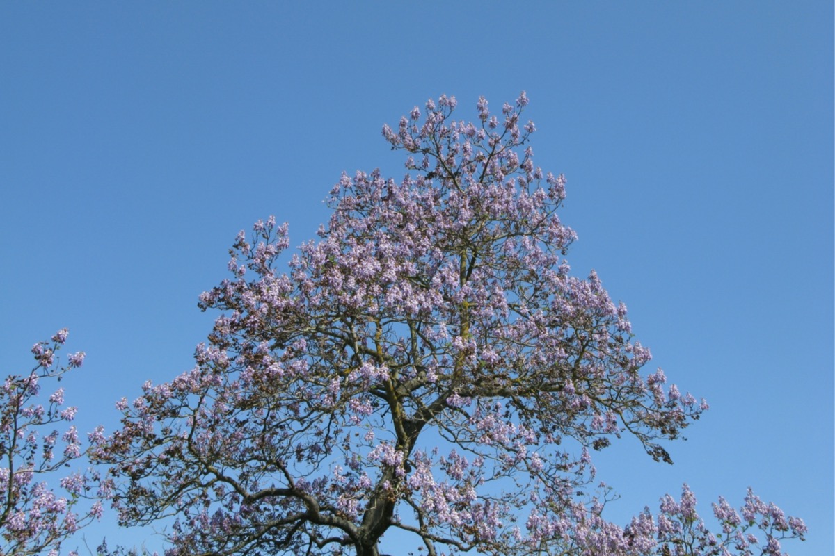 flowering trees