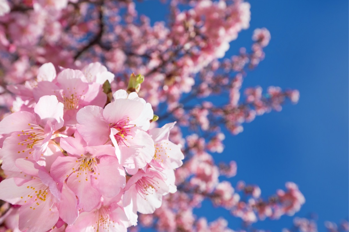 flowering trees