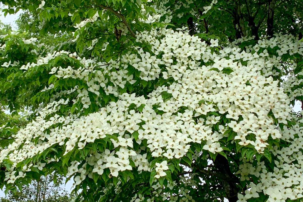 flowering trees