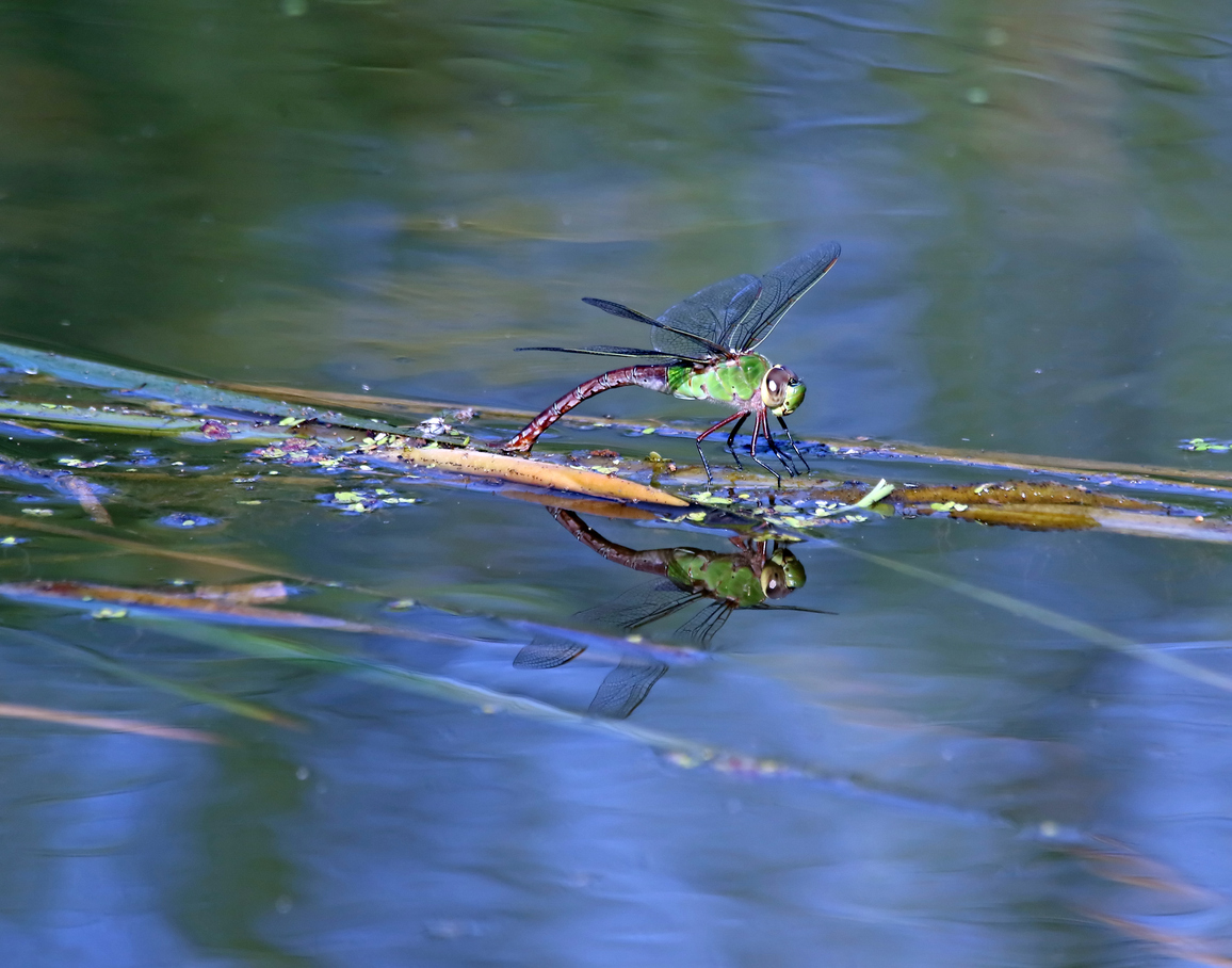 how to attract dragonflies