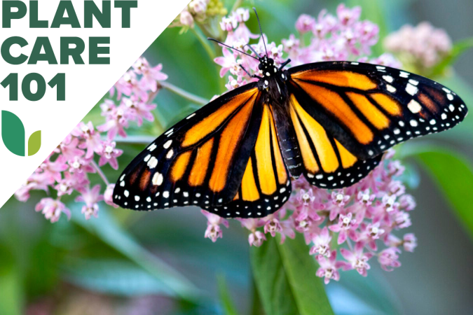 how to grow milkweed - milkweed plant care 101