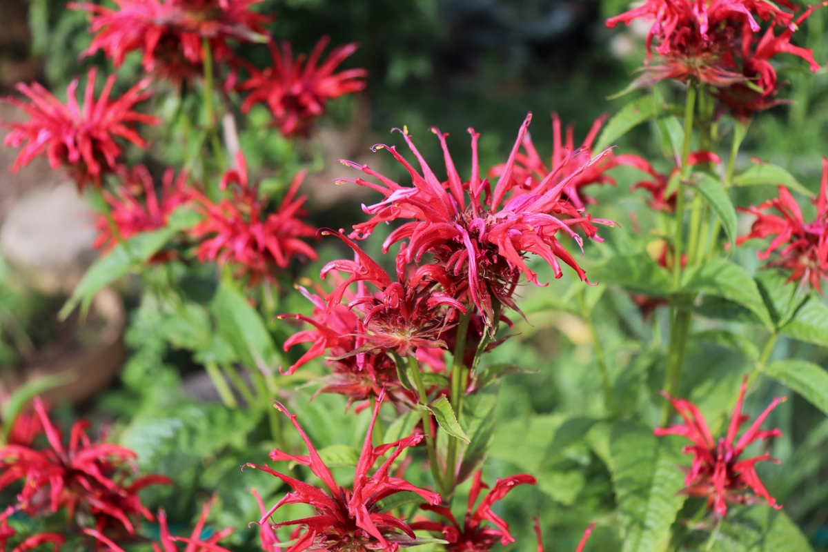 Red flowering plant.