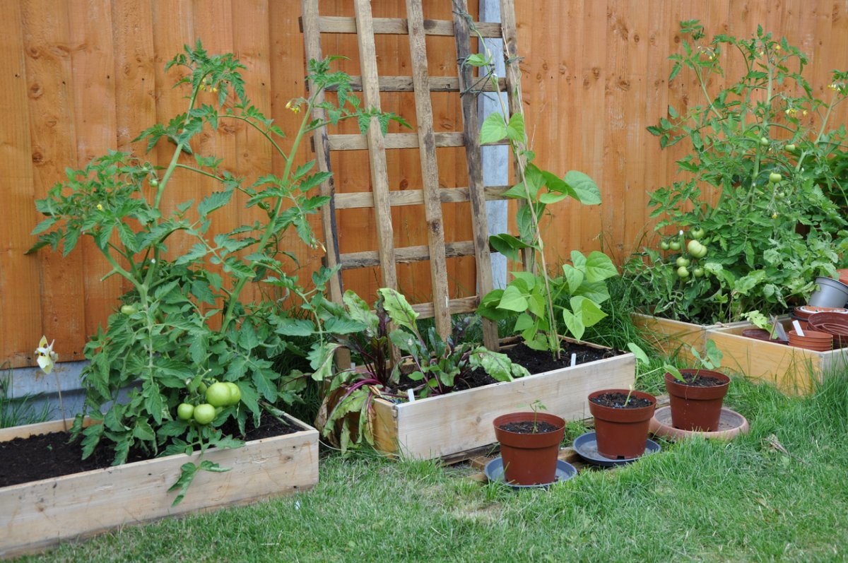 climbing vegetables