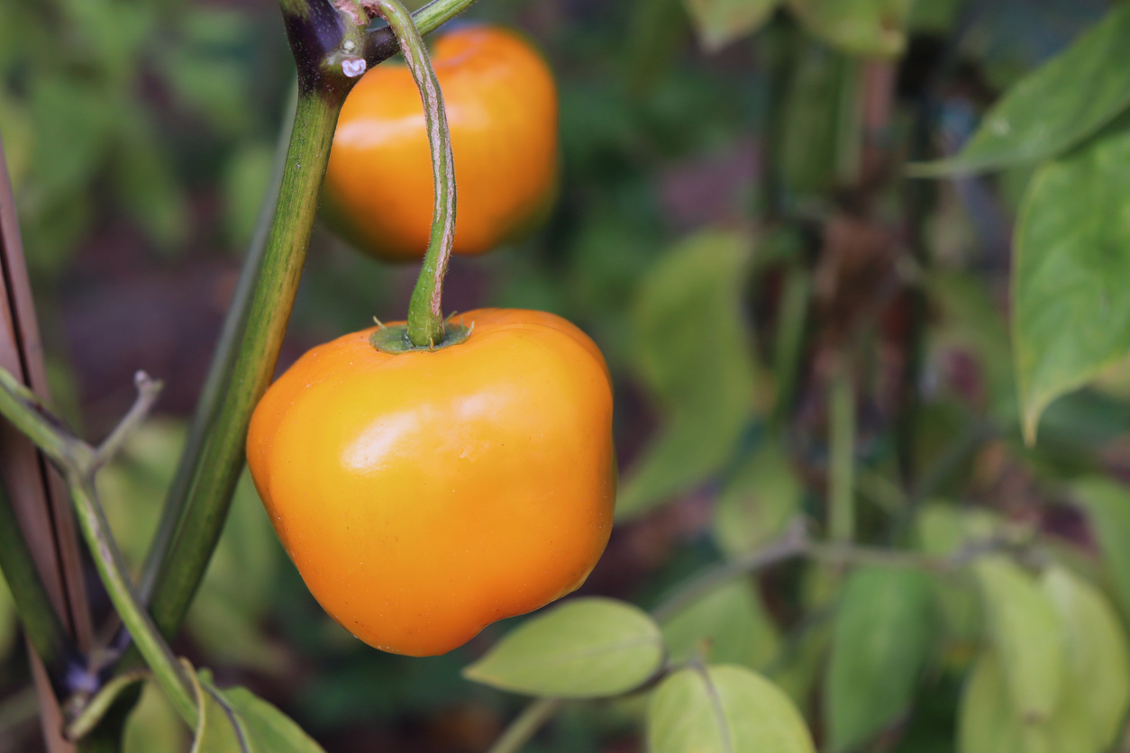 climbing vegetables